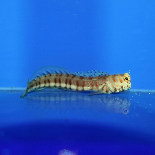 海水魚に関する記事一覧 | 生麦海水魚センターネットショップ