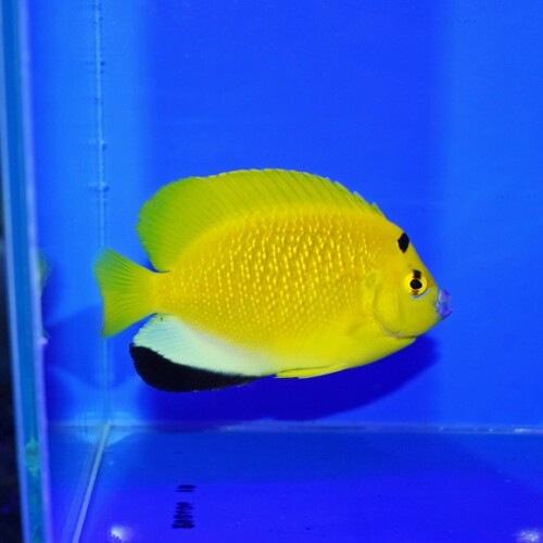 海水魚に関する記事一覧 | 生麦海水魚センターネットショップ