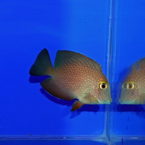 海水魚に関する記事一覧 | 生麦海水魚センターネットショップ