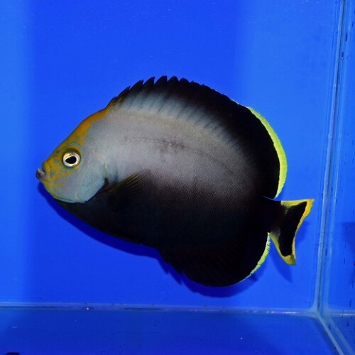生麦海水魚センターネットショップ | 生麦海水魚センターネットショップ
