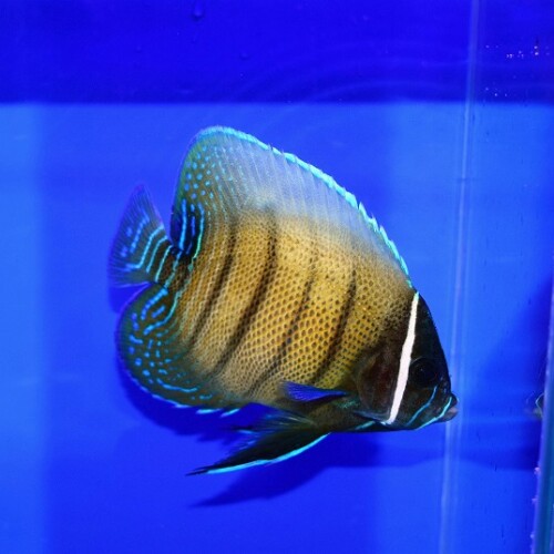 水槽セット【海水魚】 生麦海水魚センターネットショップ | 生麦海水魚センターネットショップ