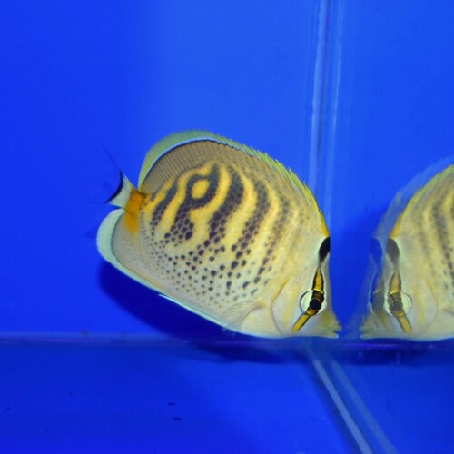 生麦海水魚センターネットショップ | 生麦海水魚センターネットショップ