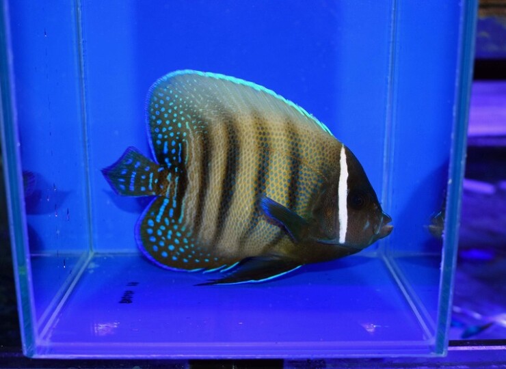 c260514301