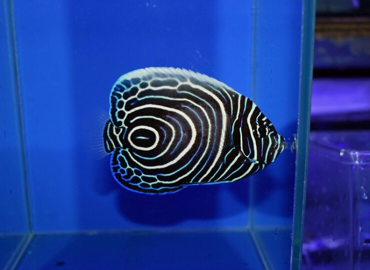c260514306