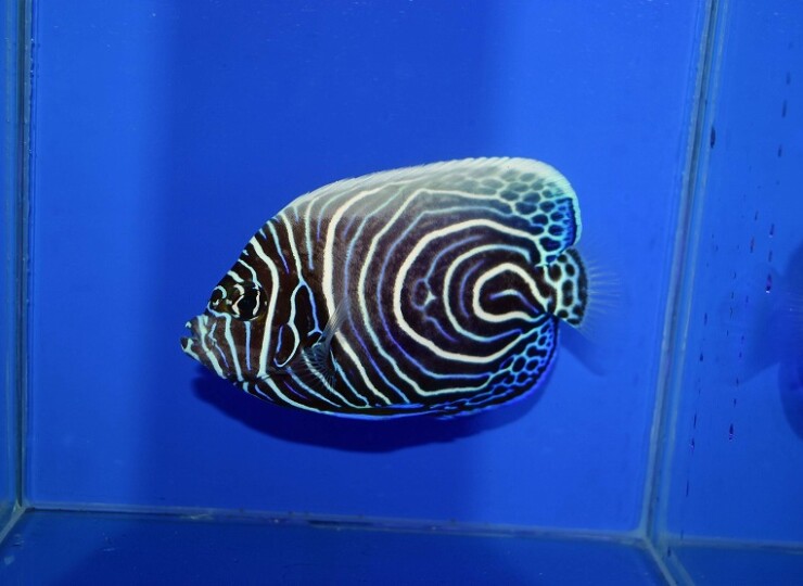 c260514307