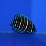 アデヤッコ幼魚A | 生麦海水魚センターネットショップ