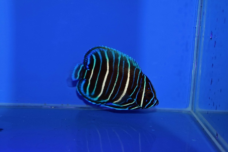 c260514319