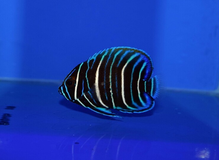 c260514321