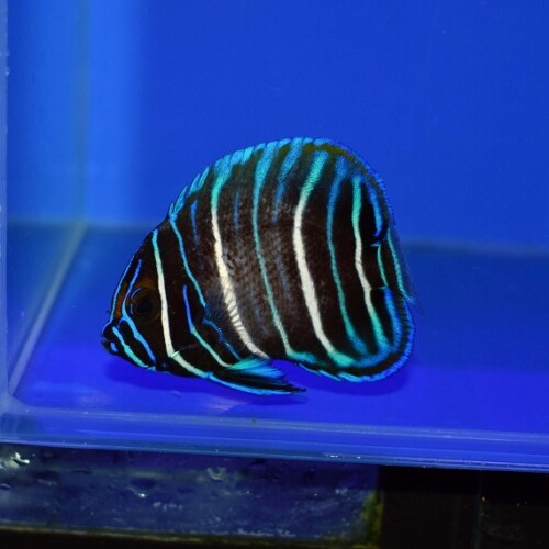 c260514324