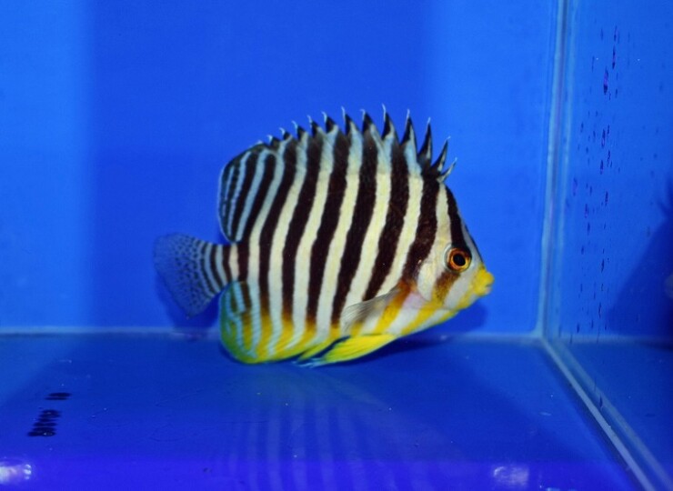 c260514335