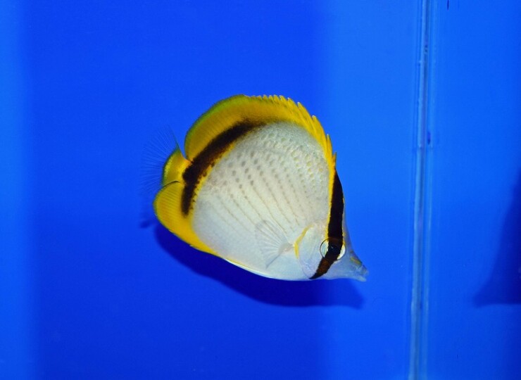 c260515302