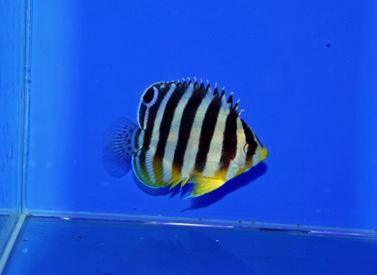 c260515312
