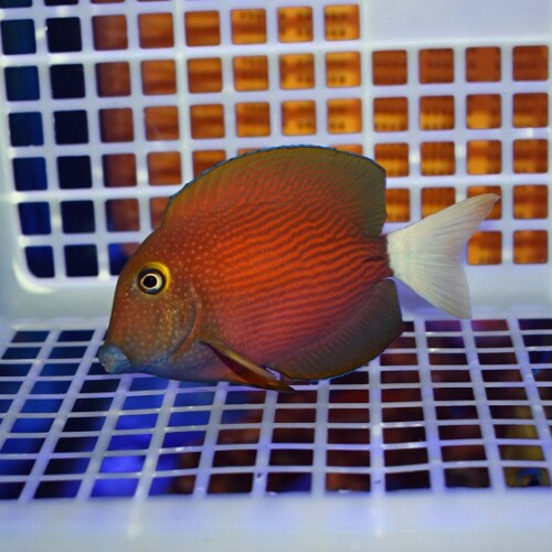 生麦海水魚センターネットショップ | 生麦海水魚センターネットショップ