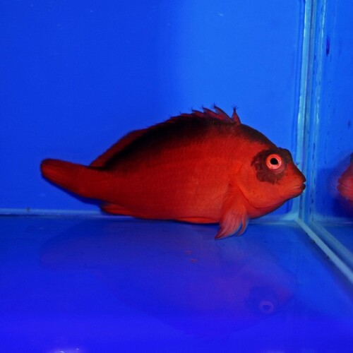生麦海水魚センターネットショップ | 生麦海水魚センターネットショップ