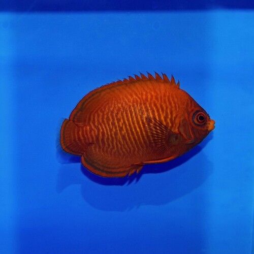 ヤッコ（中型、小型）に関する記事一覧 | 生麦海水魚センターネット