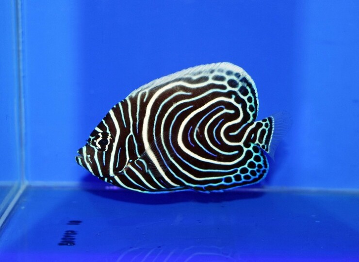 c260522301