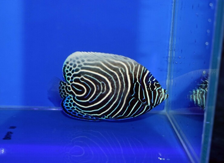 c260522305