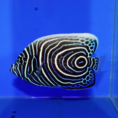 生麦海水魚センターネットショップ | 生麦海水魚センターネットショップ
