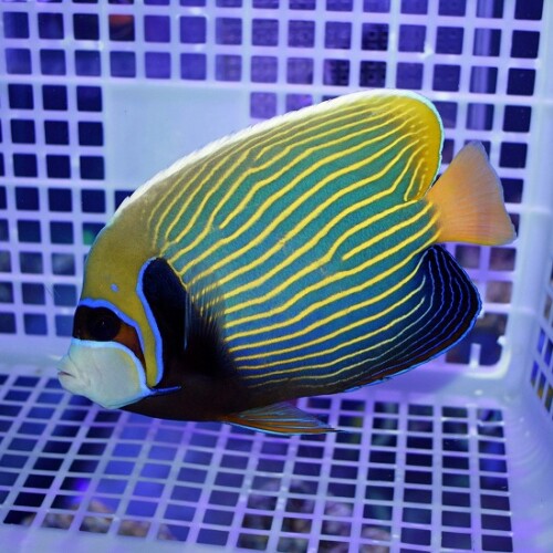 生麦海水魚センターネットショップ | 生麦海水魚センターネットショップ