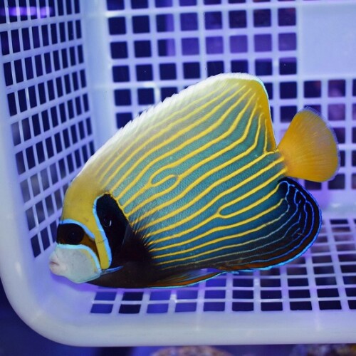 海水魚セルジョイ 海水魚個体販売 | 海水魚通販はアクアギフト