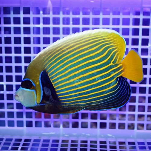 c260522317