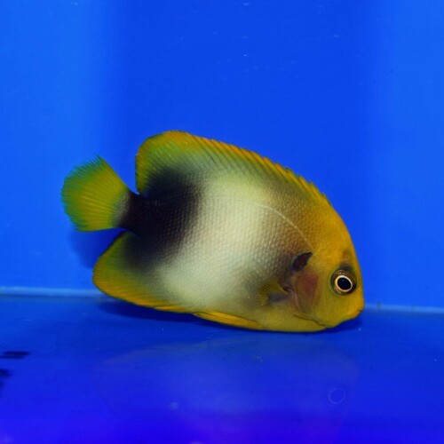 海水魚に関する記事一覧 | 生麦海水魚センターネットショップ