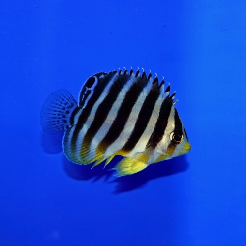 海水魚に関する記事一覧 | 生麦海水魚センターネットショップ