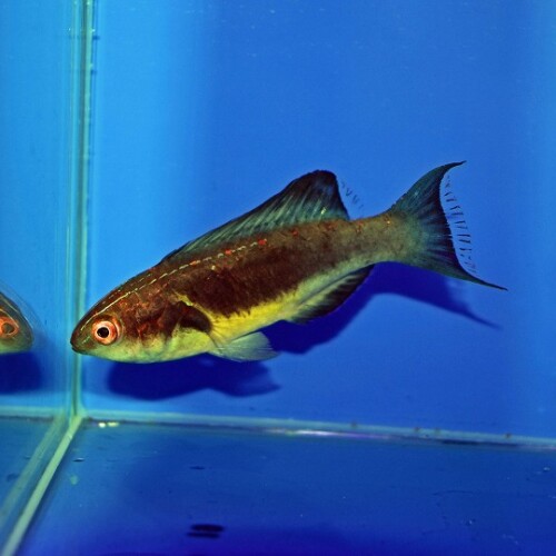 海水魚に関する記事一覧 | 生麦海水魚センターネットショップ
