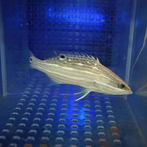 海水魚 海水魚に関する記事一覧 | ページ 2 | 生麦海水魚センターネットショップ