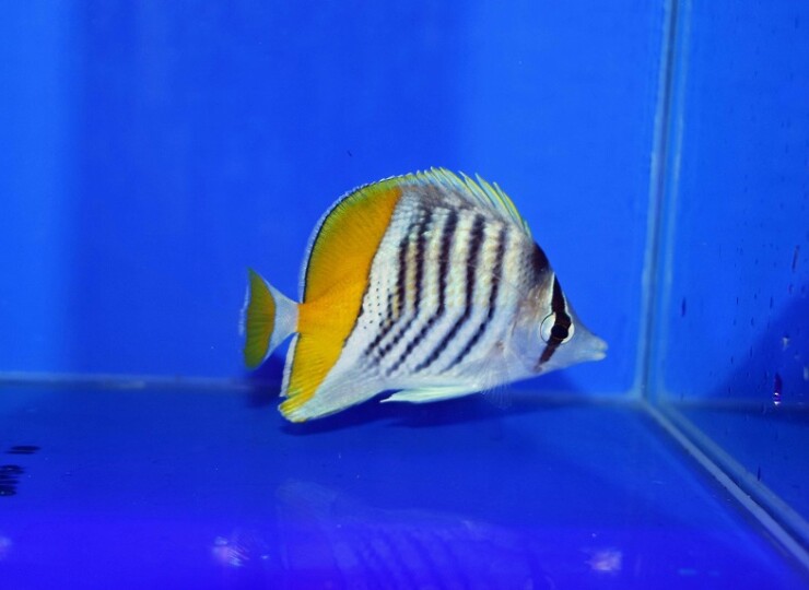 c260528316