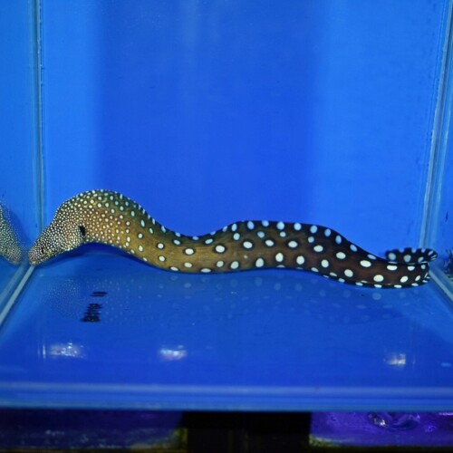 その他（海水魚）に関する記事一覧 | 生麦海水魚センターネットショップ