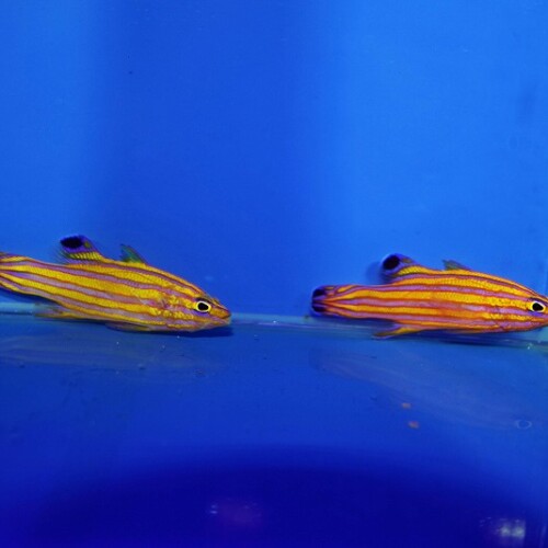 海水魚用品 y その他（海水魚）に関する記事一覧 | 生麦海水魚センターネットショップ