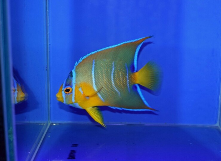 c260528340
