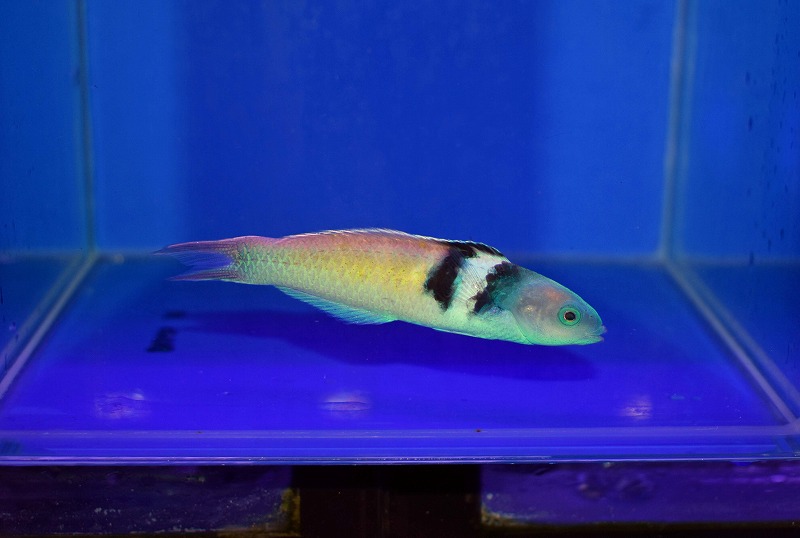 ブルーヘッドラス | 生麦海水魚センターネットショップ