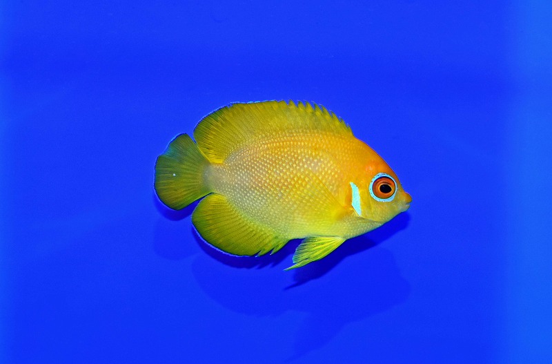 c260529305