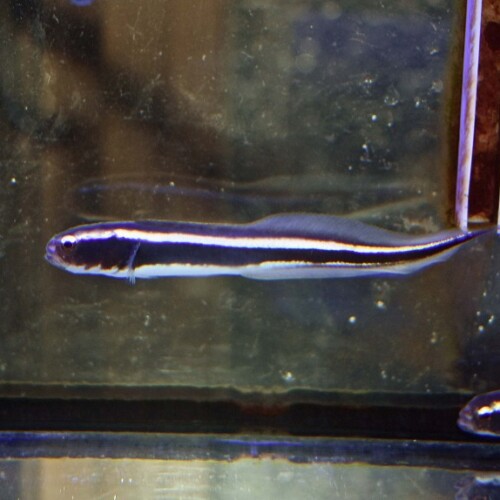 その他（海水魚）に関する記事一覧 | 生麦海水魚センターネットショップ