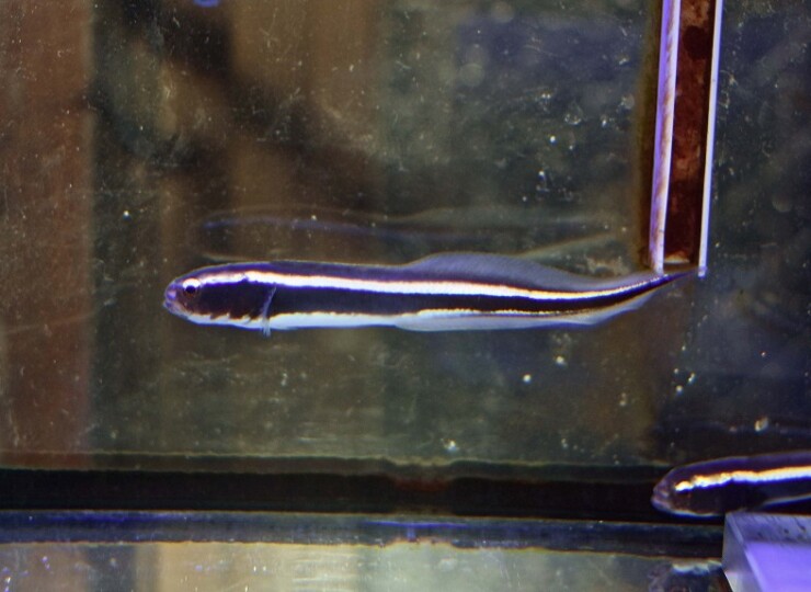 c260529320