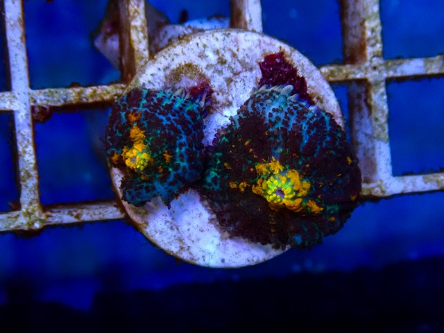 l260515-019