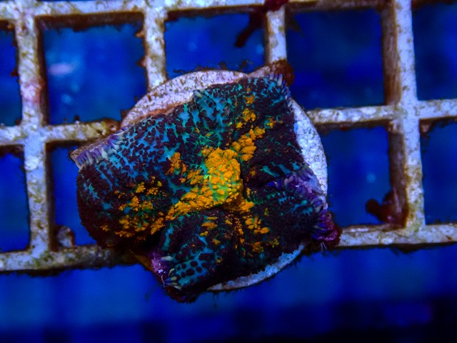 l260515-020