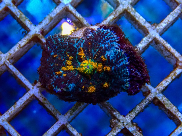 l260515-028
