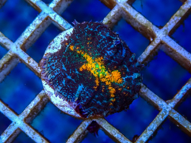 l260515-029