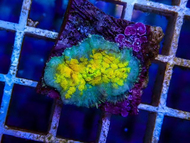 l260515-033