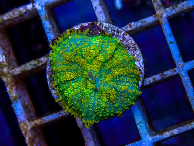 l260515-036