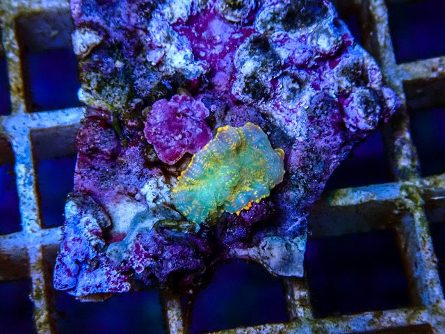 l260515-039