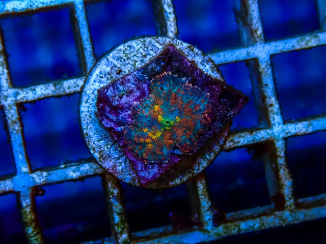 l260515-081