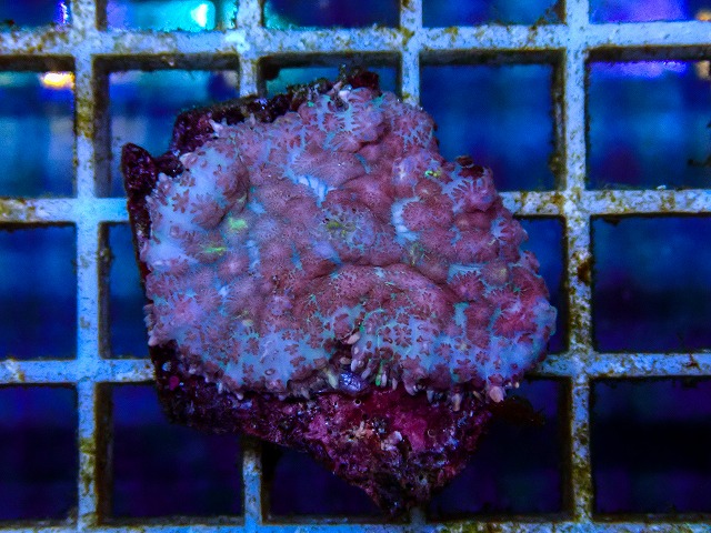l260515-089