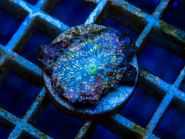 インドネシア産ディスクコーラルF-7 | 生麦海水魚センターネットショップ