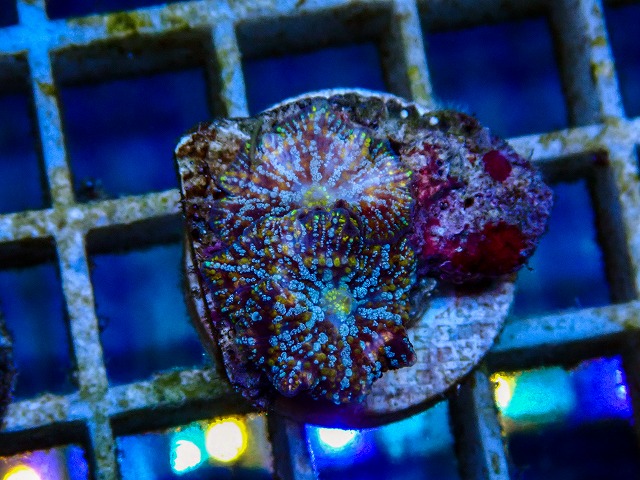 インドネシア産ディスクコーラルF-5 | 生麦海水魚センターネットショップ