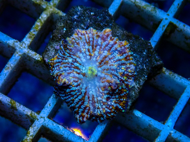 l260515-096