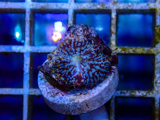 インドネシア産ディスクコーラルF-3 | 生麦海水魚センターネットショップ